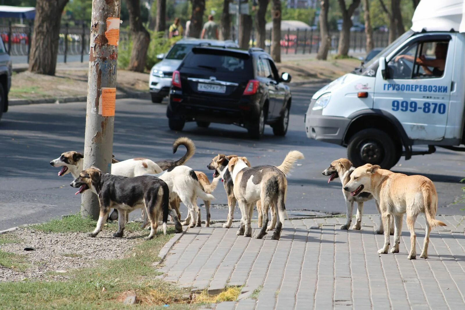 Бродячие собаки Астрахань. Бездомные собаки в Астрахани. В Оренбурге стая бездомных собак.