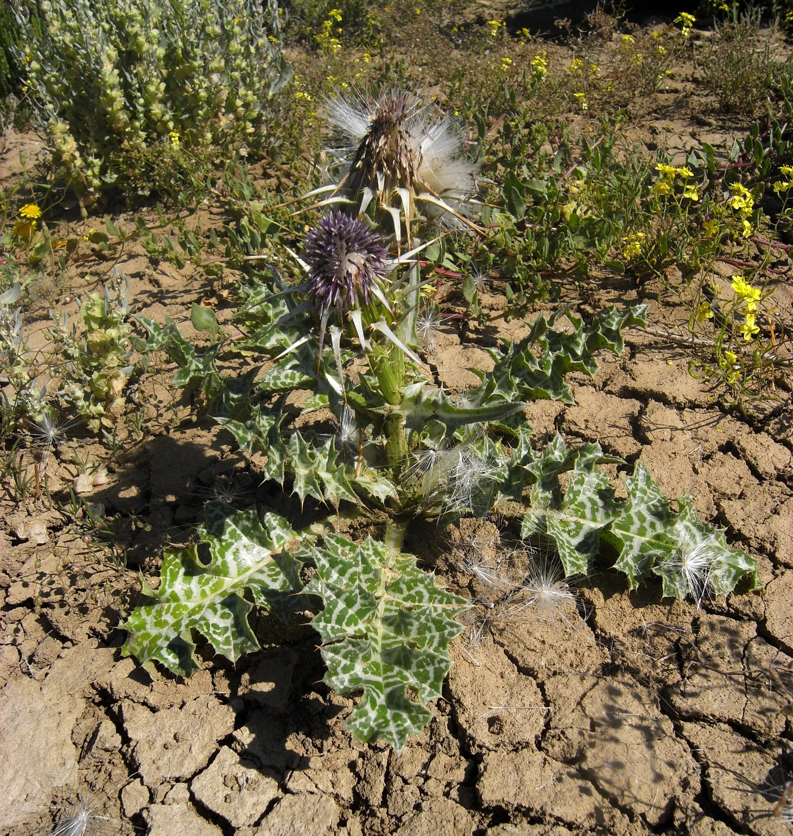 Колючий сорняк 4. Расторопша пятнистая (Silybum Marianum). Татарник колючий сорняк. Колючий сорняк чертополох. Чертополох огородный.