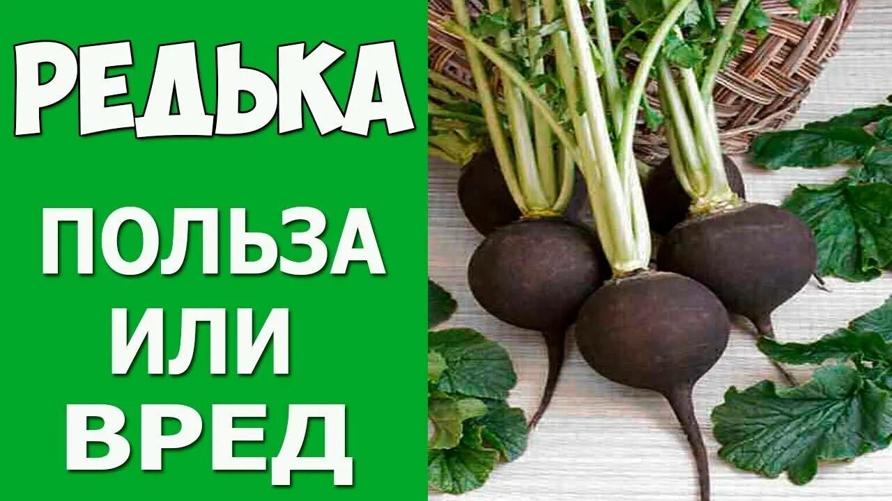 Польза зеленой редьки. Редька польза и вред для здоровья. Чем полезна редька. Редька черная полезные свойства. Полезна для организма черная редька.