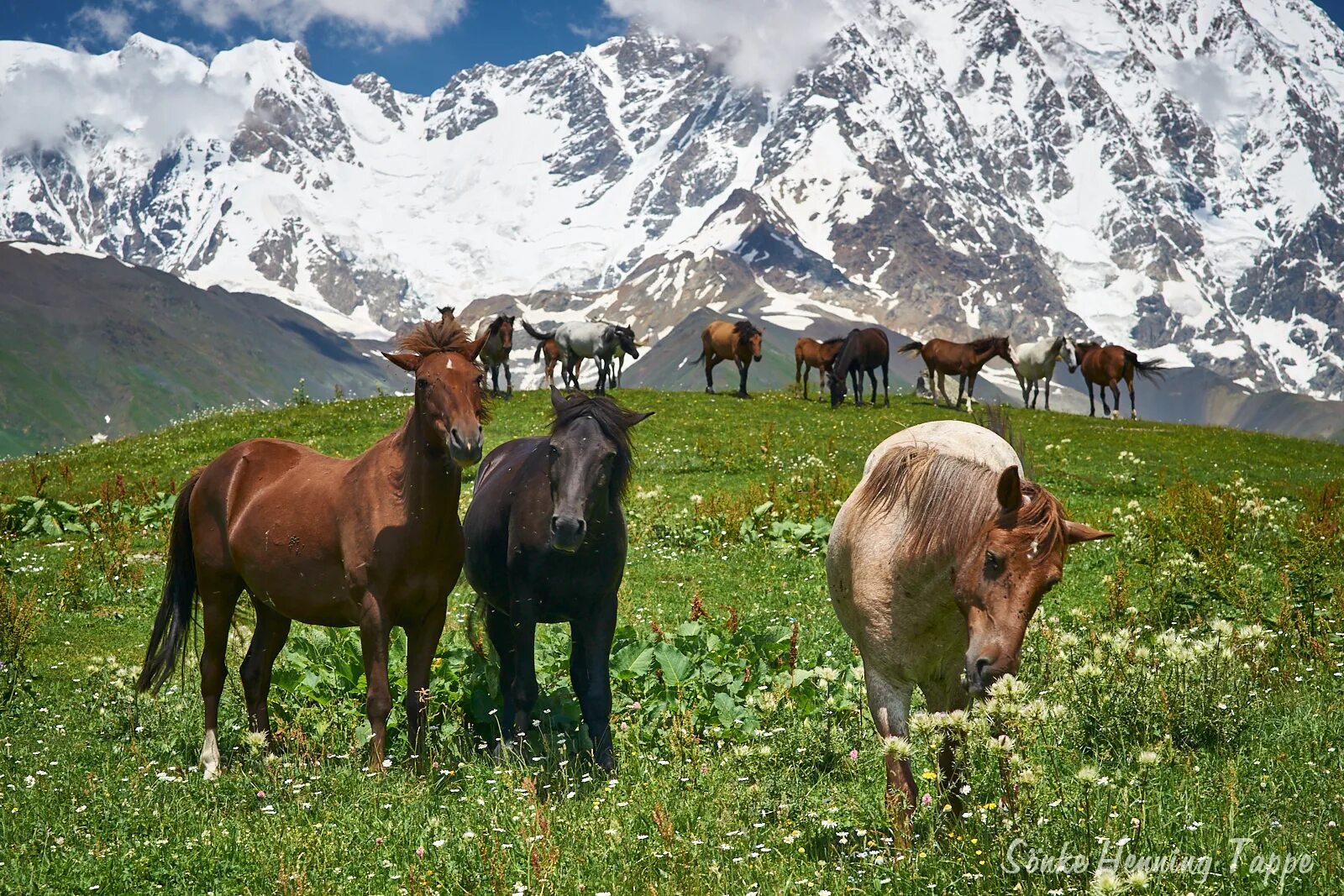 Грузия Сванетия лошади. Грузия природа Сванетия. Горные коровы Сванети Грузия. Сельское хозяйство Северного Кавказа. Отрасли животноводства северного кавказа