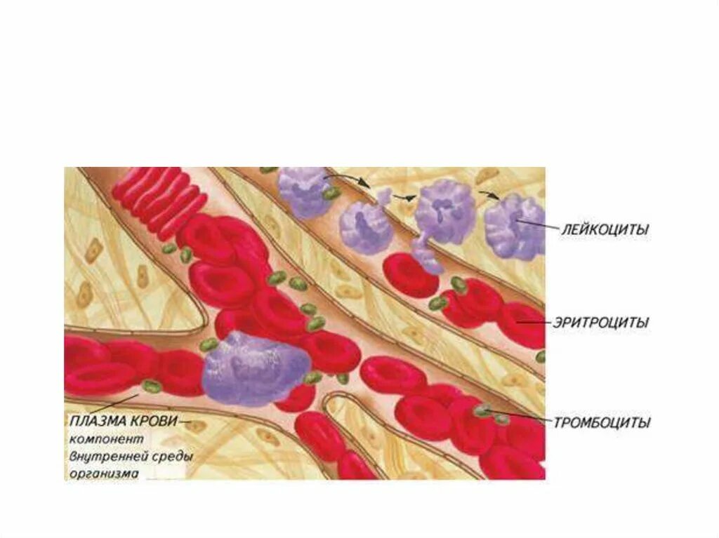 Внутренняя среда организма кровь иммунитет. Постоянство внутренней среды организма. Состав крови постоянство внутренней среды. Внутренняя среда организма кровь плазма и эритроциты. Имеют однослойные стенки возвращают кровь к сердцу