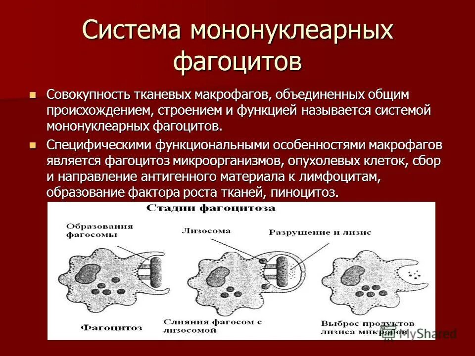 Активность макрофагов