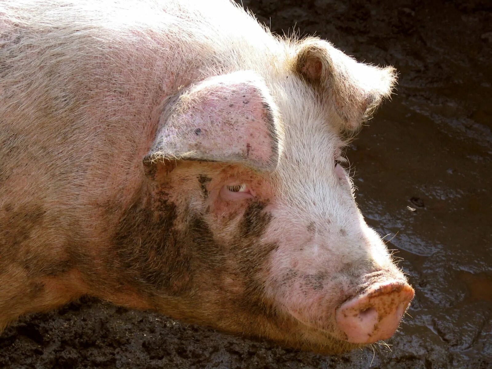 Свинка кожа. Рожистое воспаление у свининей. Рожистые поражения у свиней. Рожистое воспаление у поросят.