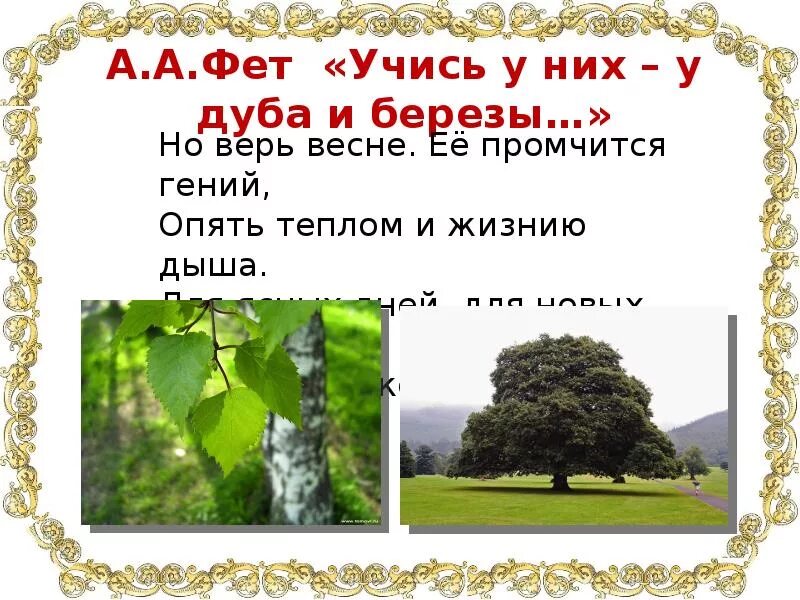 Стих учись у них у дуба. Учись у них у дуба у березы Фет. У дуба у березы Фет. Спроси у дуба у березы Фет. Фет учись у дуба.