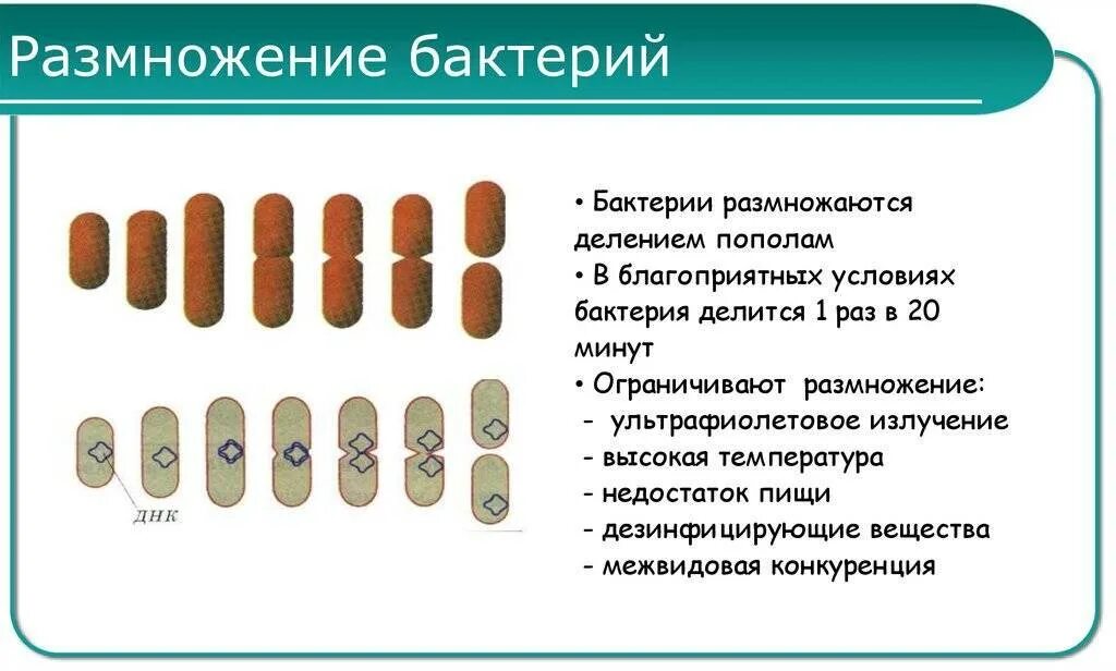 Размножение бактерий примеры. Процесс размножения бактерий схема. Как размножаются бактерии схема. Способ размножения(деления) бактерий. Размножение бактерий происходит путем.