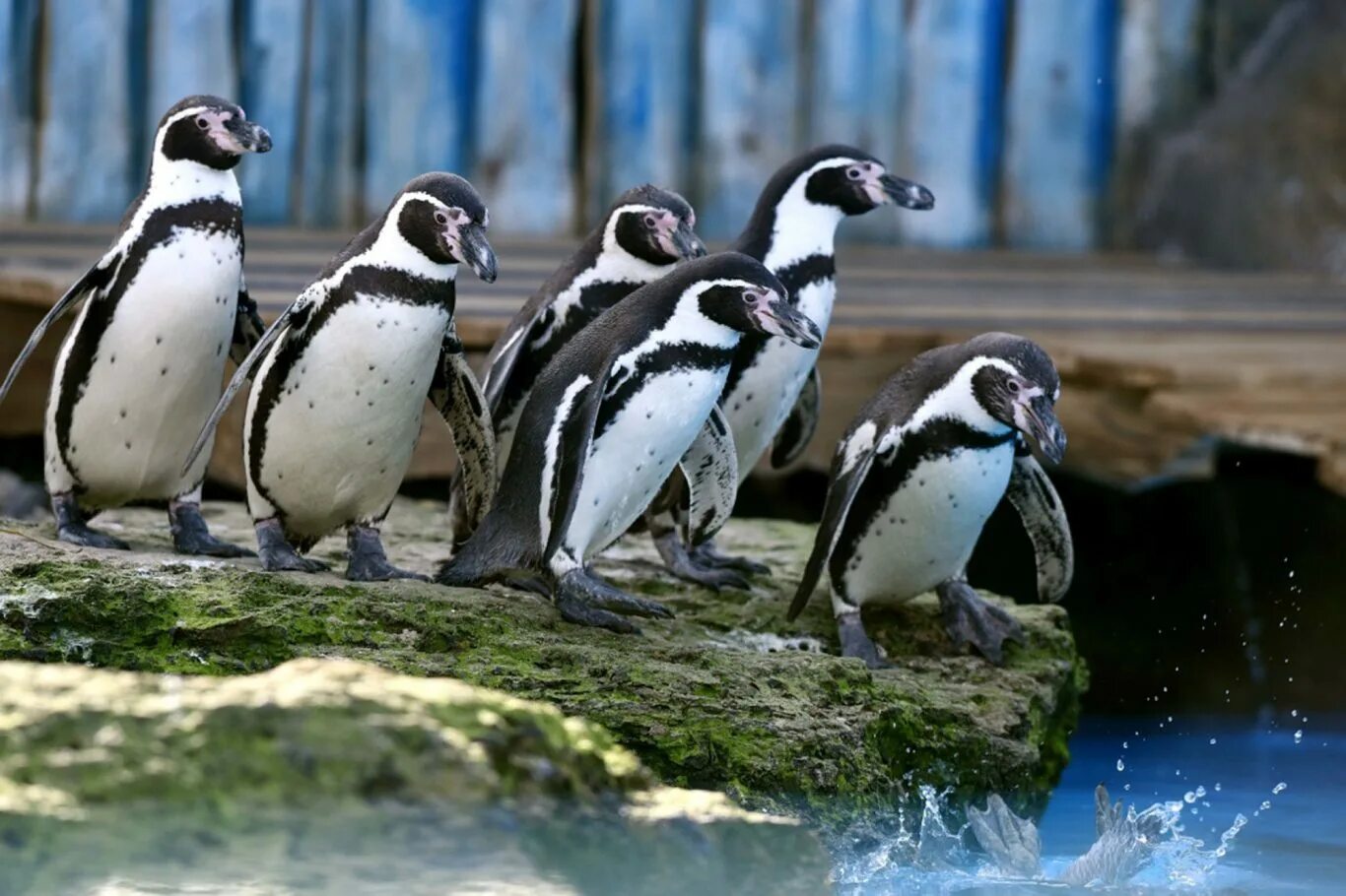 Пингвин гумбольдта. Магелланов Пингвин птенец. Пингвины Гумбольдта рост. Пингвины Гумбольдта ареал обитания.
