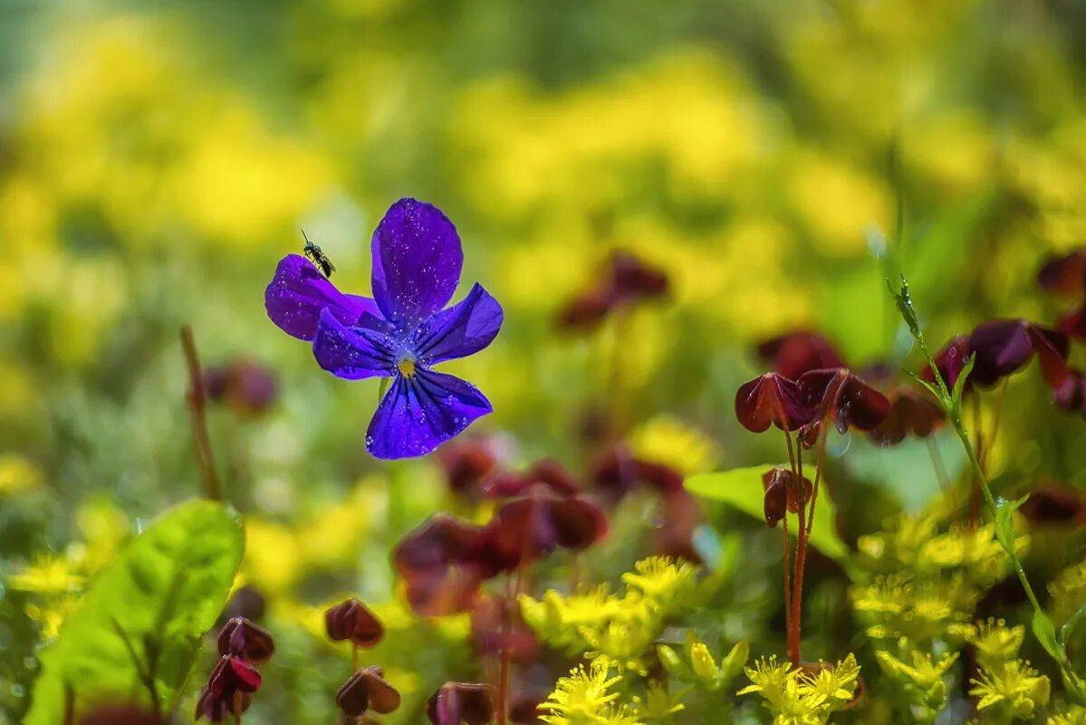 поляна цветов. лето. летние цветы. поляна цветов. лето космея.