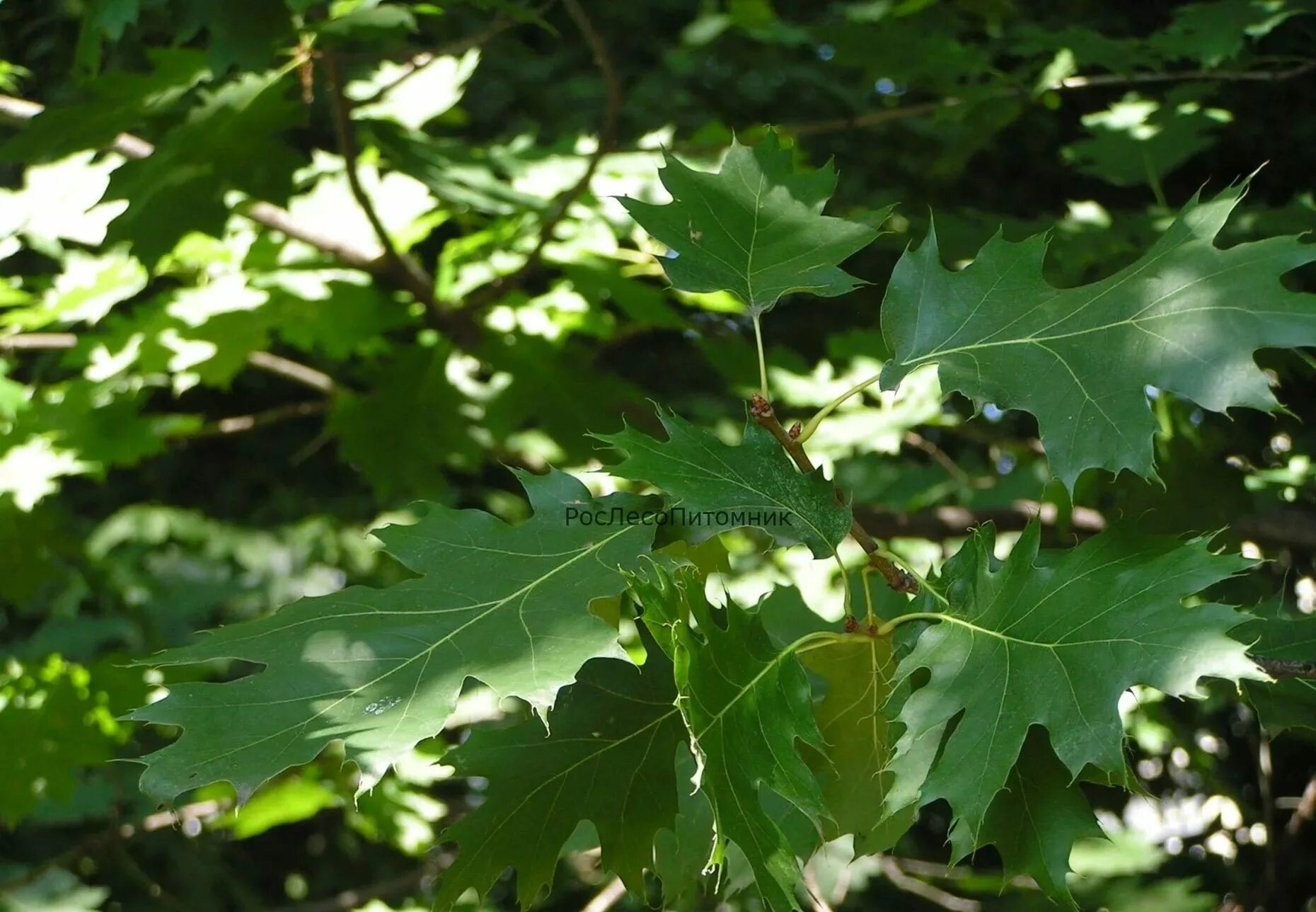 Дуб красный черешчатый. Канадский пестро листный дуб. Дуб красный Quercus rubra. Дуб красный (канадский, остролистный). Красно черешчатый дуб