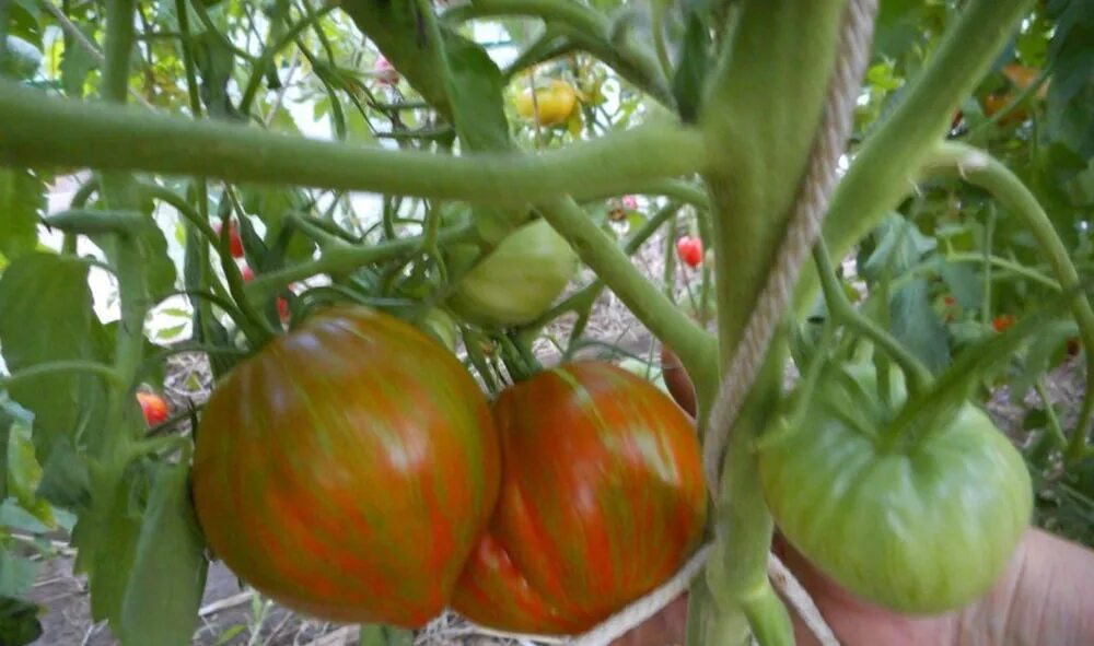 Томат беркли тай. Томат беркли тай дай пинк (). Томат беркли тай дай хаат. Томат berkeley tie-dye. Пинк беркли томат.