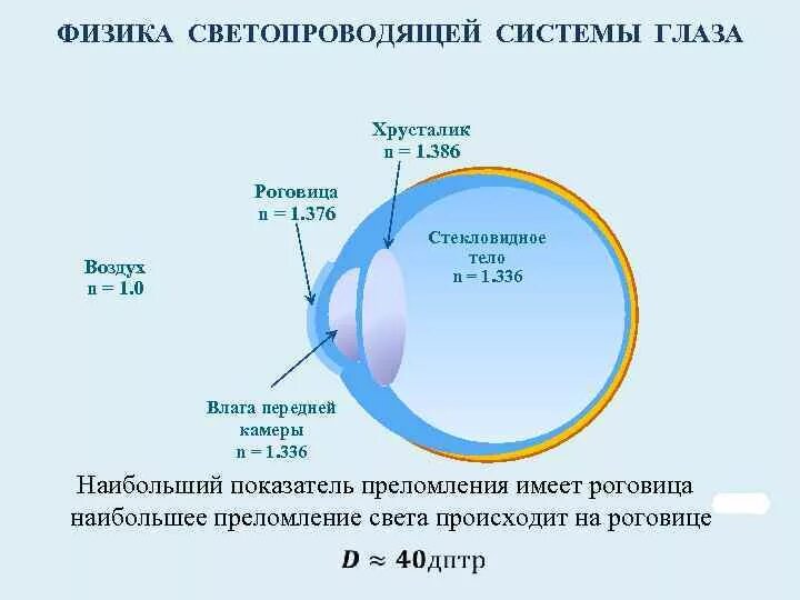 Принцип работы хрусталика 8 класс биология. Оптическая система глаза хрусталик. Оптическая система глаза (светопроводящий и фокусирующий аппарат).. Светопроводящая система глаза. Структура оптической системы глаза.