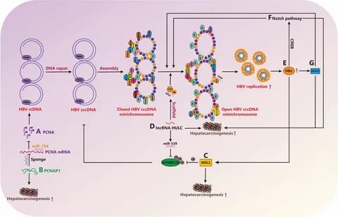 adn covalently closed circle - vkemz.ru.