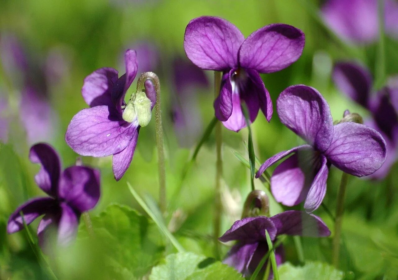 Фиалка душистая (viola odorata `konigin charlotte`). Фиалка лесная виола. Фиалка крийская. Фиалка душистая лесная. Фиалка душистая konigin charlotte.