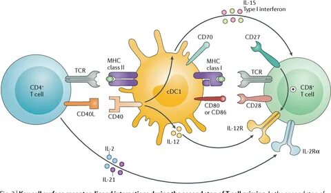 Cd 8 r