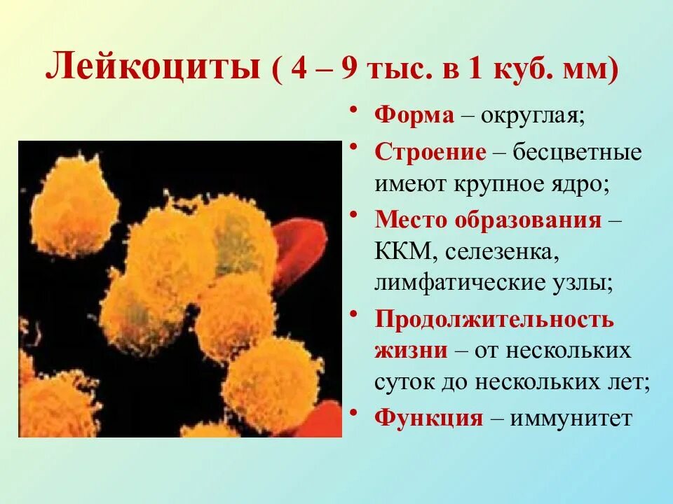 Строение лейкоцитов. Лейкоциты форма и строение. Строение лейкоцитов в крови. Лейкоциты их строение. Лейкоциты определяют группу крови