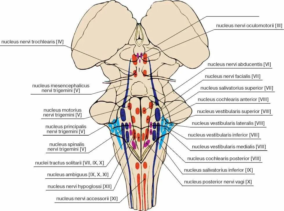 Ядра нервов в головном мозге. Ромбовидная ямка ядра черепных нервов. Проекция ядер на ромбовидную ямку схема. Проекция ядер черепных нервов на ромбовидную ямку. 12 Пар черепно мозговых нервов ромбовидная ямка.