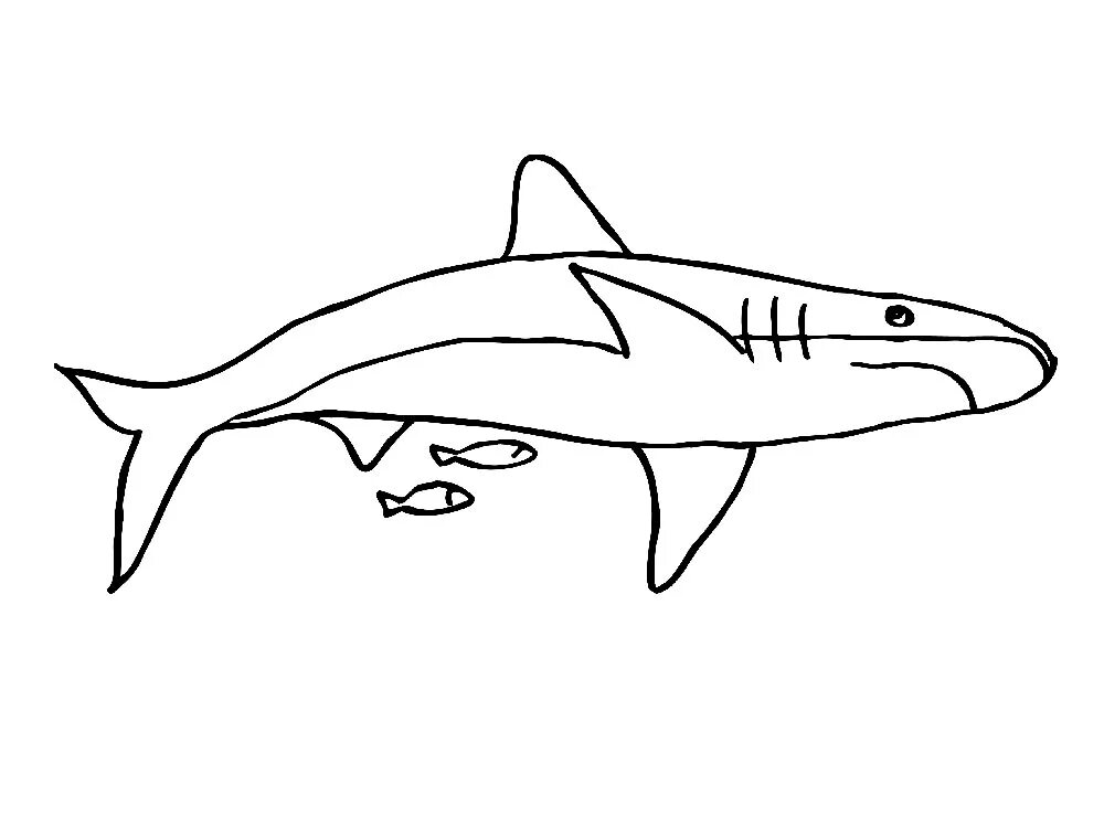 Раскраски акула. Акула раскраска. Акула раскраска для детей. Раскраски акула для детей 6-7 лет. Акулы разукрашки для детей.