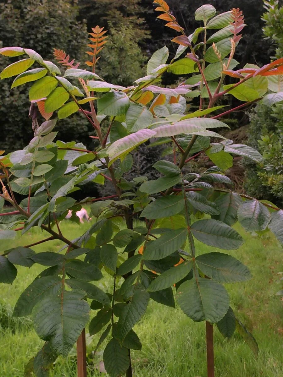 Сумах семена. Rhus chinensis. Сумах оленерогий цветение. Rhus javanica. Сумах китайский.