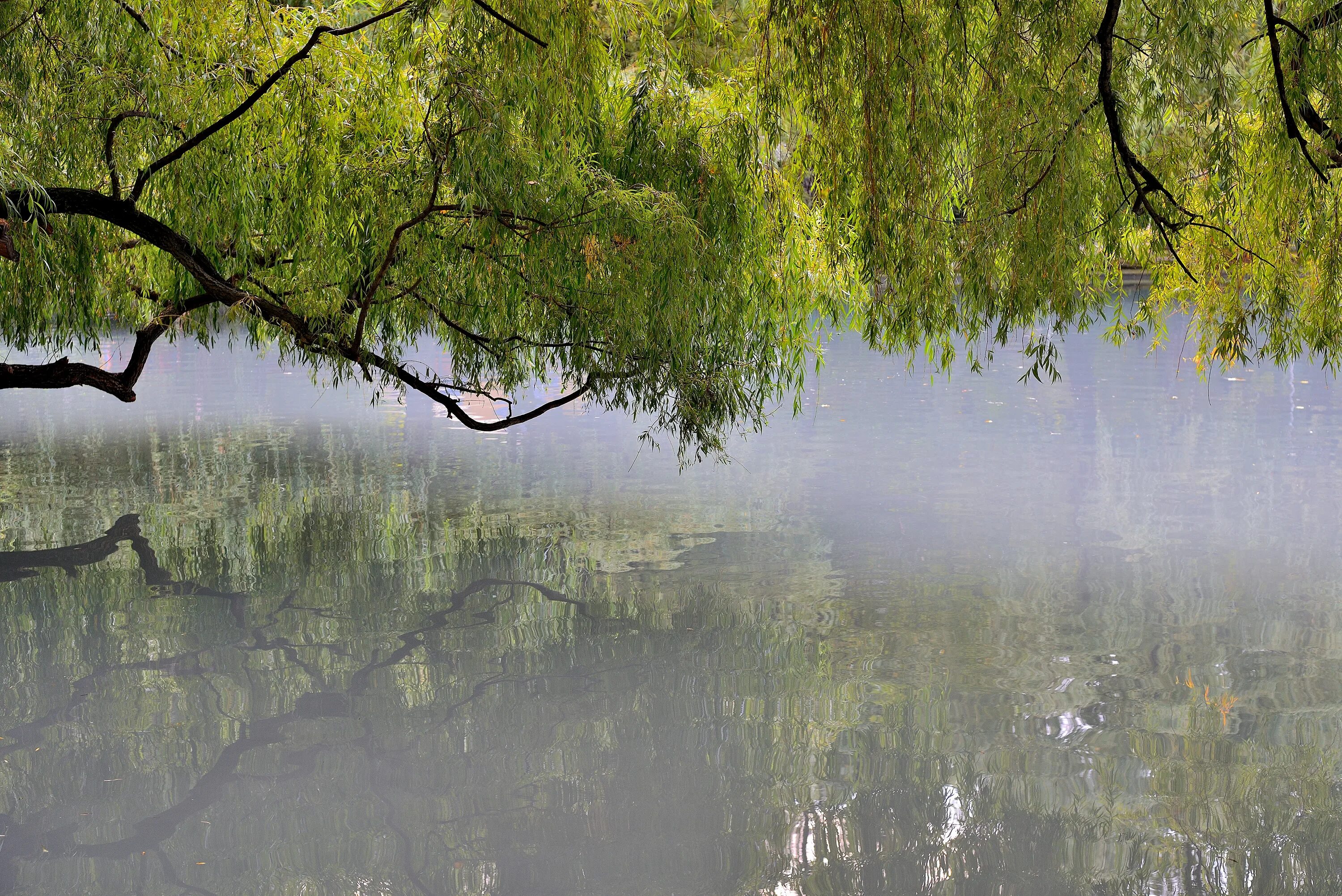 Ветви деревьев над водой фото. Пруд ветвь. Ива ломкая ива плакучая. Туман на реке. Плакучая ива у озера.
