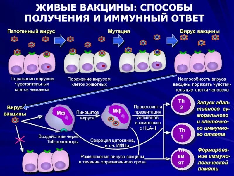 Технология вакцин. Живые вакцины. Получение живых вакцин. Технология получения вакцин. Живые вакцины строение.