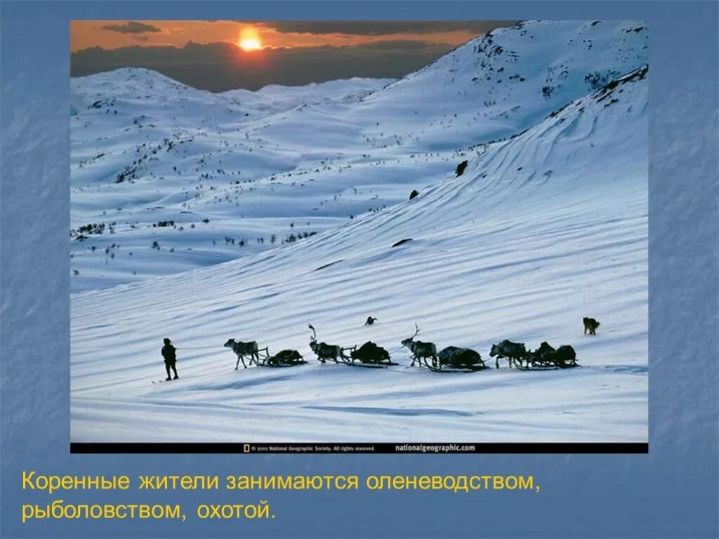 Выберите самую холодную природную зону. Коренные жители занимаются оленеводством. Спасибо за внимание тундра. Тундра 4 класс. Тундра презентация.