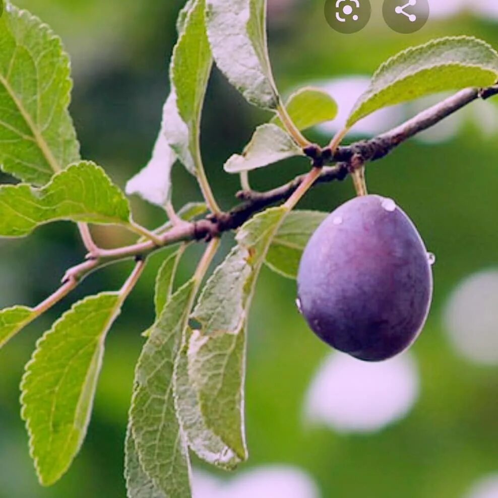 Через сколько плодоносит слива. Prunus domestica дерево. Слива. Слива вишнелистная. Слива вишнеподобная (Prunus divaricata).