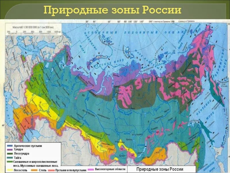 В какой природной зоне находится твой регион. Карта природных зон России. Географическая карта России с природными зонами. Природные зоны карта 8 класс атлас. Карта природных зон России атлас 8 класс.