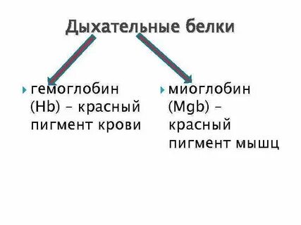 Белка дыхание