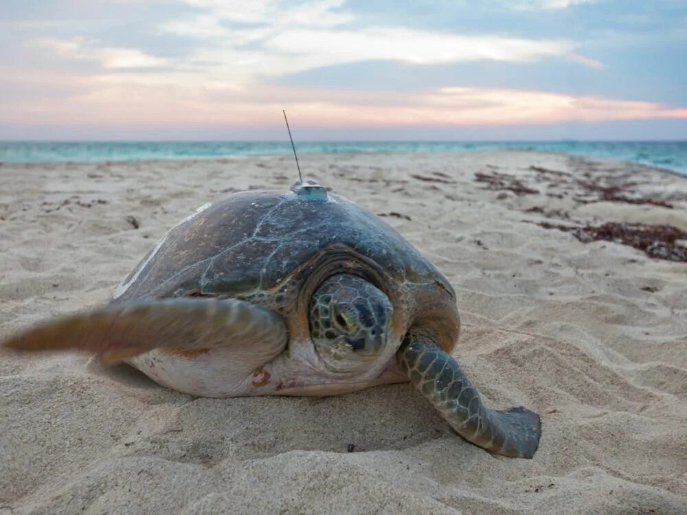 Make the turtle