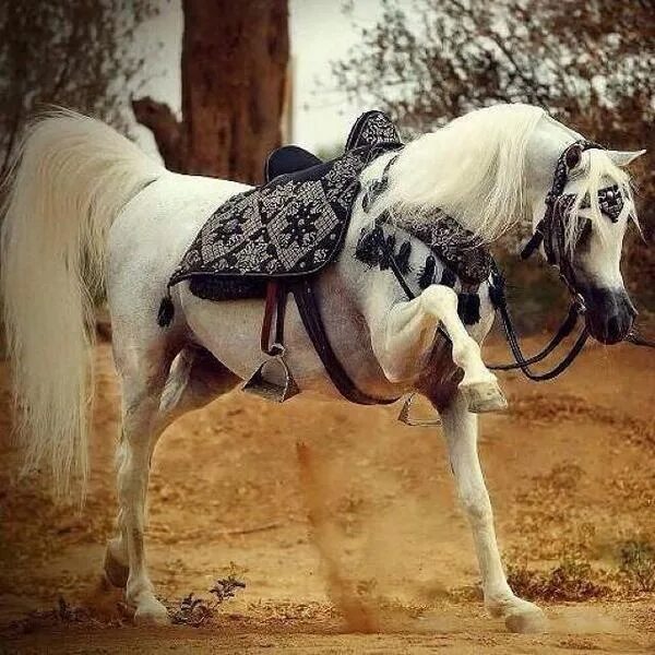 Коня жалко. Арабская амуниция для лошадей. Арабский скакун под седлом. Украшения на лошадь арабы. Арабская лошадь в красивой упряжке.