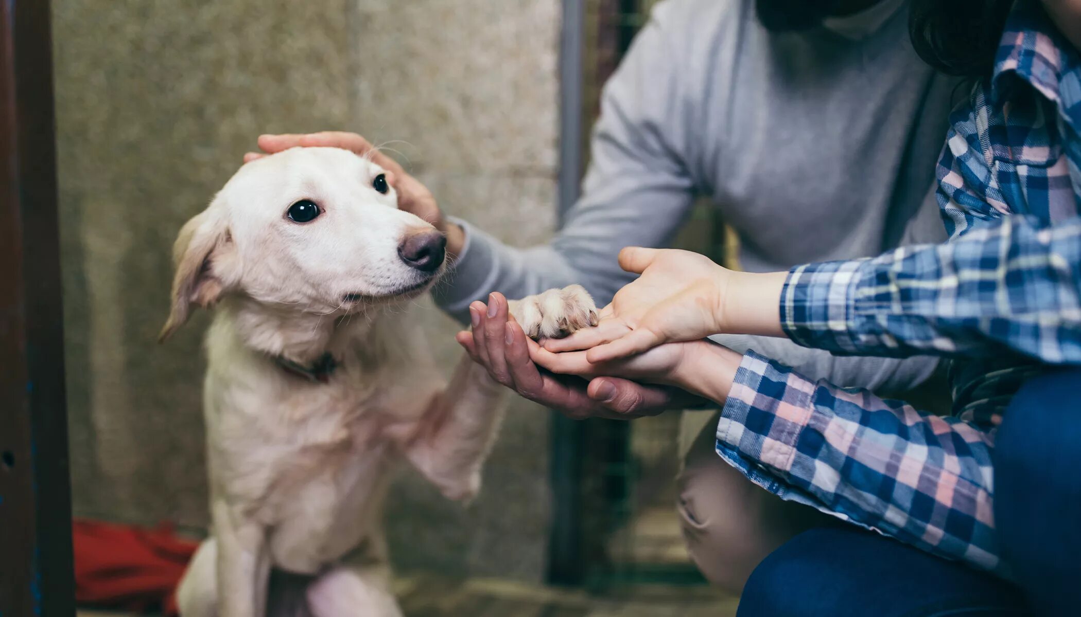 Volunteers help animals. Анимал шелтер. Приют в Германии. Шелтер собака. Шелтер приют для бездомных.