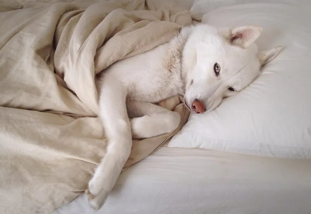 Спящие псы отзывы. Собака лежит. Собака лежит на кровати. Собака в одеяле.