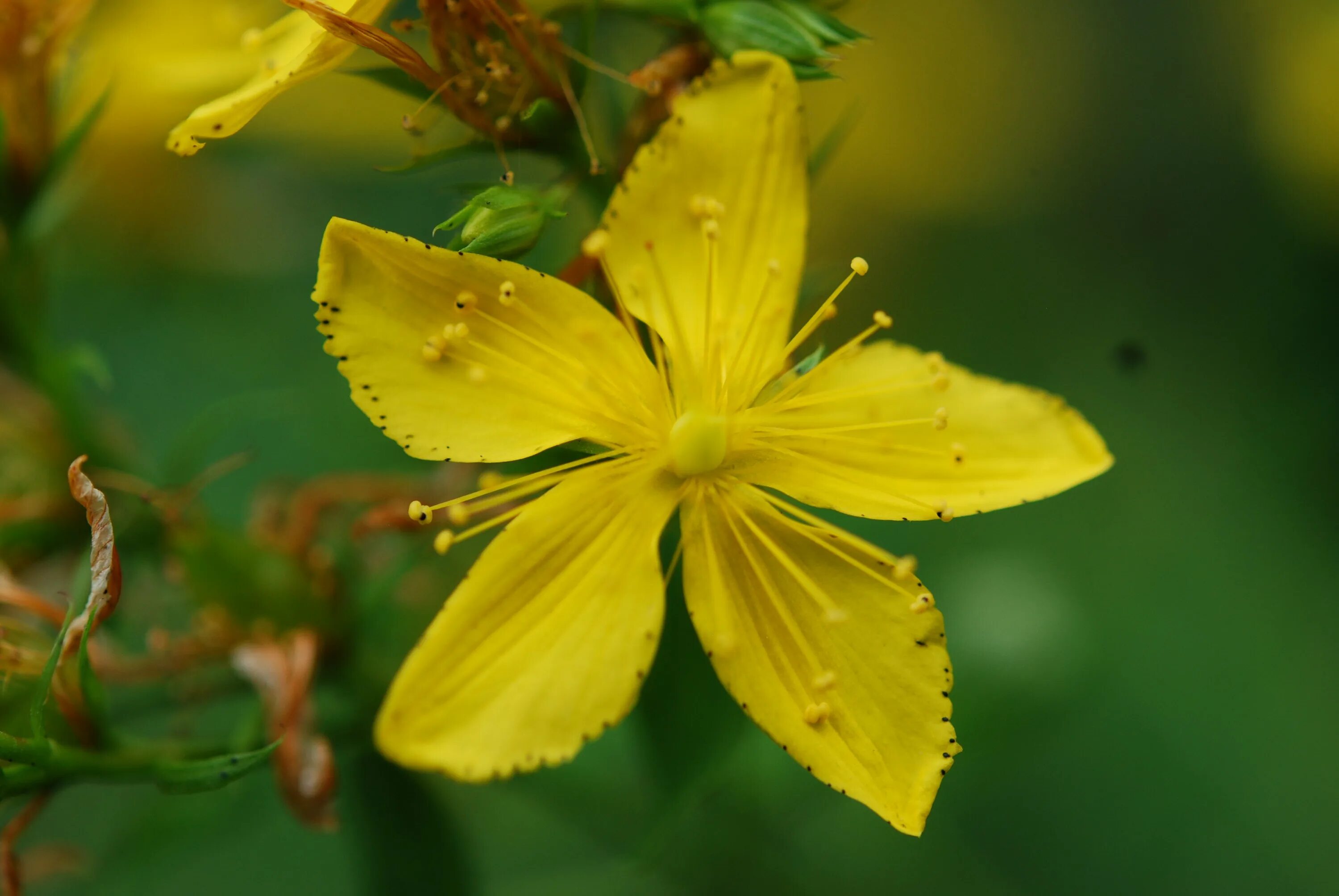 Зверобой эффект. Зверобой трава. Зверобой Hypericum calycinum. Зверобой продырявленный листья. St Johns Wort растение.