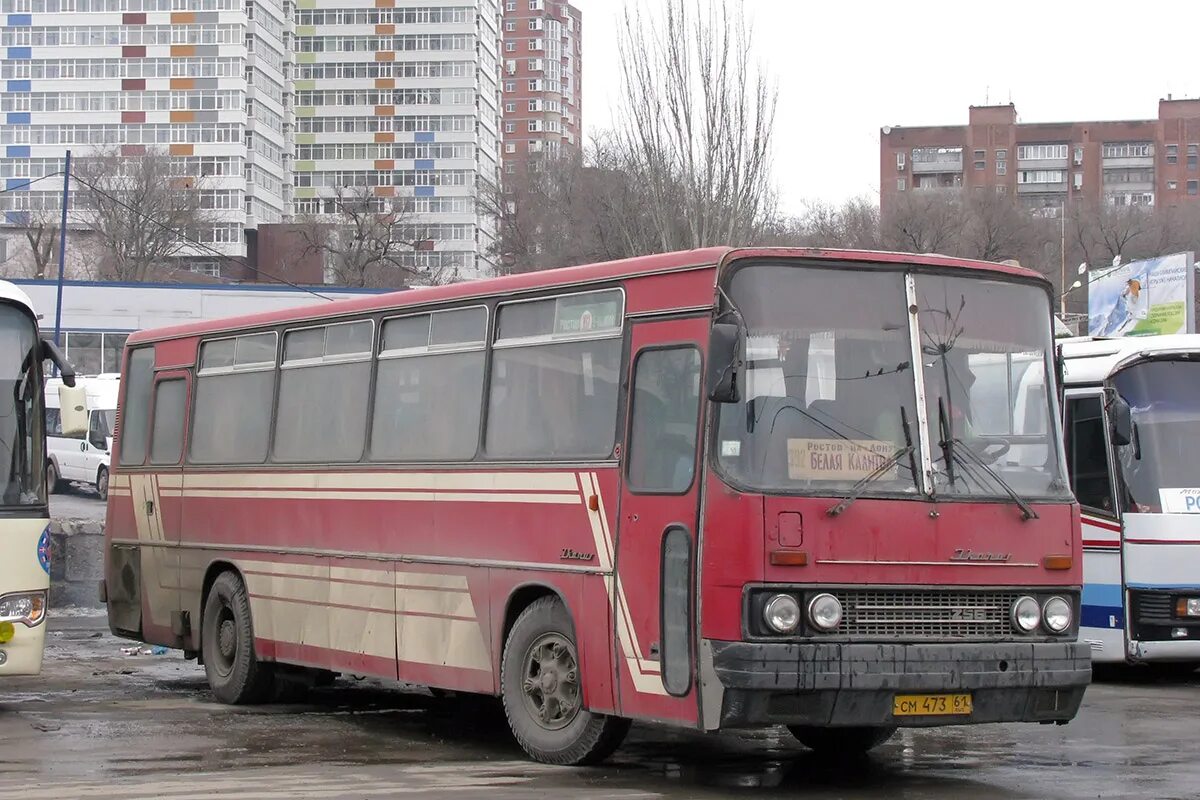 Автовокзал белой номер. Ikarus 256. Икарус 256.51. Икарус 256 белый. Икарус 256 75 256-99.