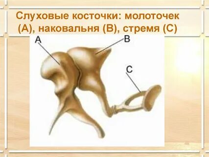 Ушные косточки