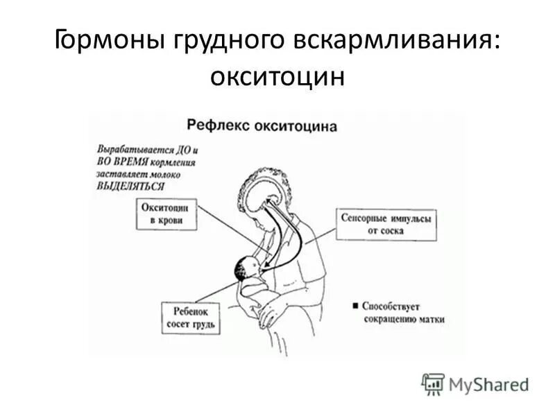 Окситоцин гормон схема. Рефлекс пролактина и окситоцина. Схема рефлекса окситоцина и пролактина. Гормоны грудного вскармливания.