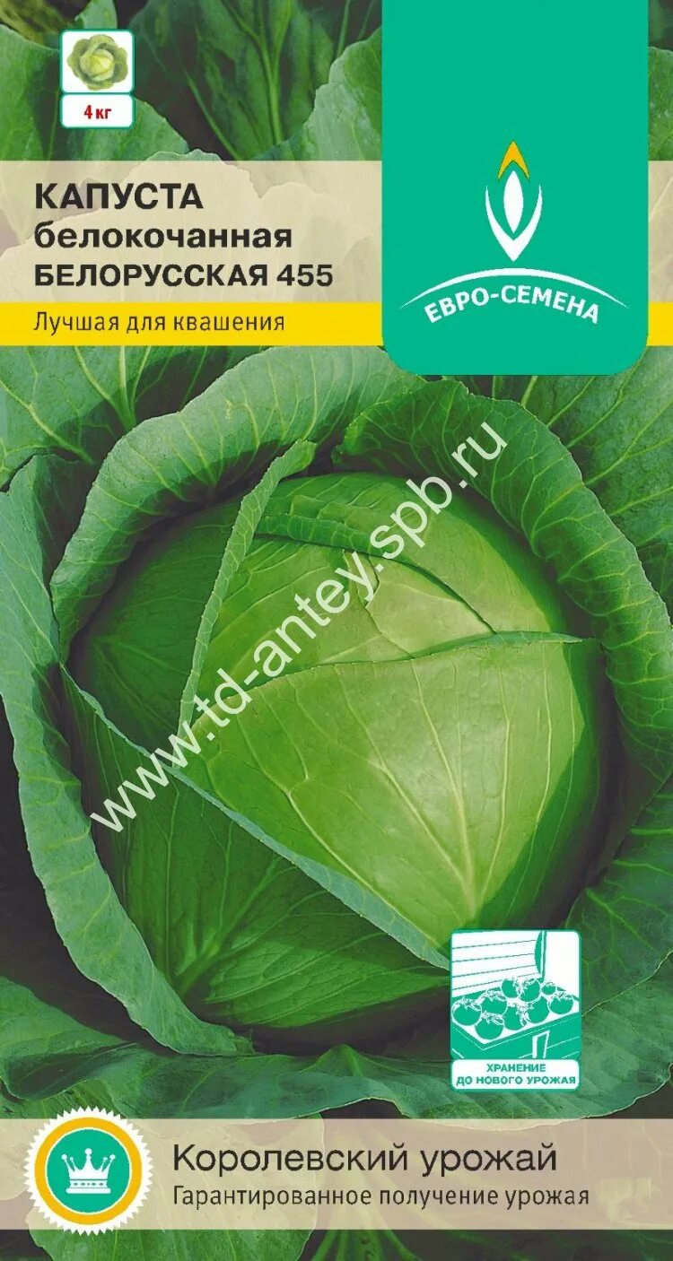 Сорт капусты белорусская 455. Капуста белорусская 455 характеристика. Капуста сорт белорусская описание сорта. Капуста белокочанная белорусская 455. Капуста белорусская.