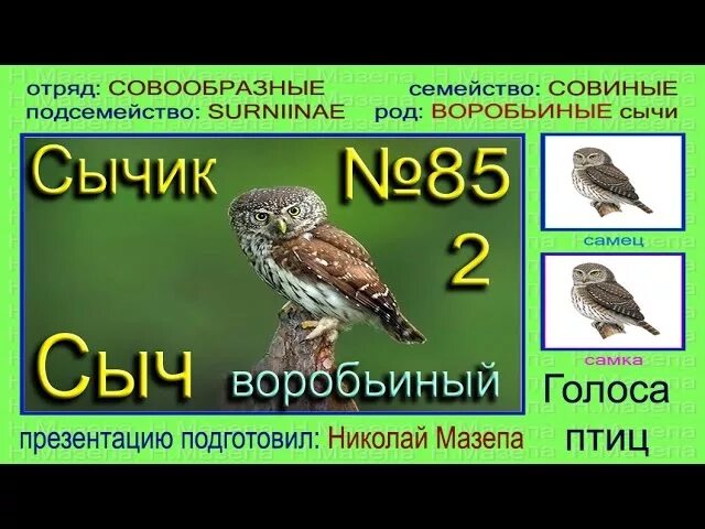 Как кричит сова ночью слушать