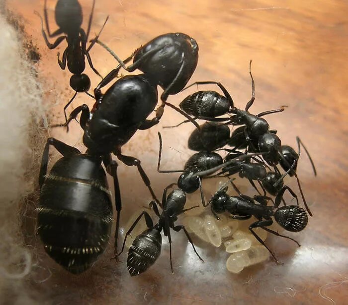 Черные муравьи появились. Кампонотус вагус. Муравьи кампонотус вагус. Кампонотус вагус матка. Муравьи-древоточцы (Camponotus).