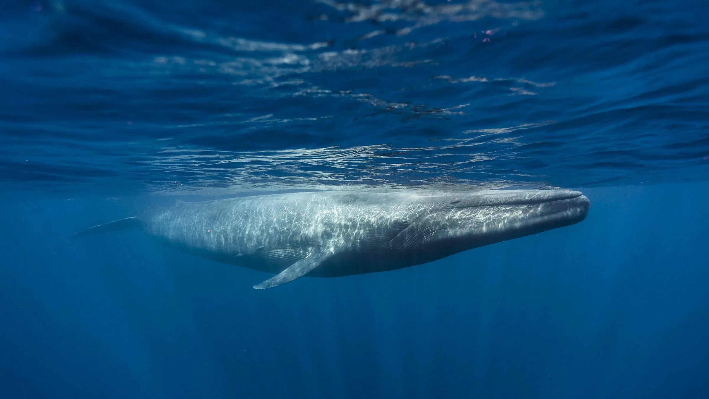 Голубой кит Balaenoptera musculus. Синий кит блювал. Синий кит (голубой кит). Голубой кит блювал.