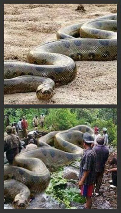 Большая змея в мире за всю историю. Анаконда змея. Гигантская Анаконда ложноногие. Анаконда в Амазонке самая большая. Самая большая Анаконда 41м.