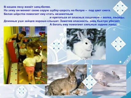 Заяц среда обитания