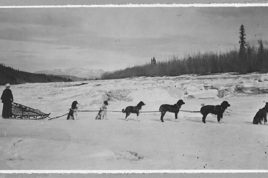 Первые на аляске. Собачья упряжка Джек Лондон. Аляска собачьи упряжки. Ездовые собаки на Аляске. Джек Лондон на Аляске.