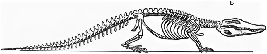 Отделы позвоночника крокодила. Скелет грудной клетки ящерицы. Скелет туловища у пресмыкающихся грудная клетка. Скелет крокодила строение. Скелет крокодила Грудина.