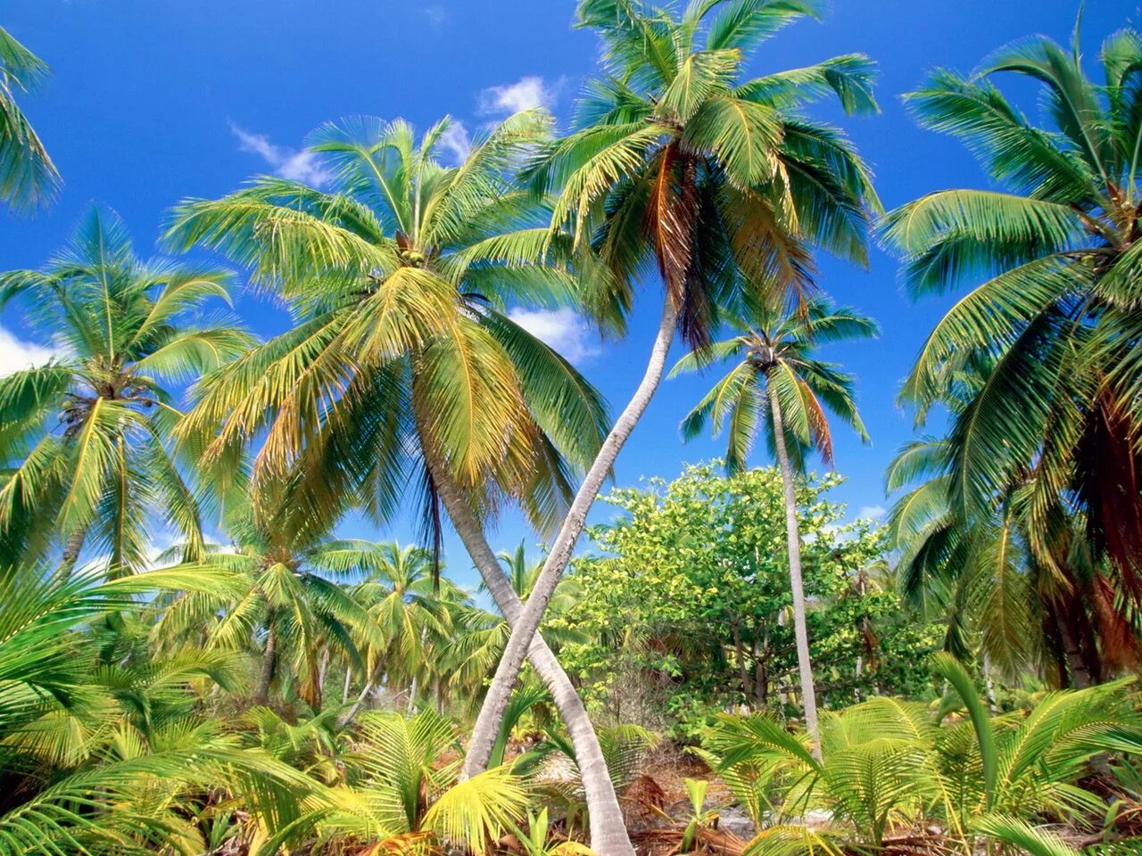 Кокосовые пальмы Кералы. Пальмы тропики. Обои пальмы. Джунгли пальмы.