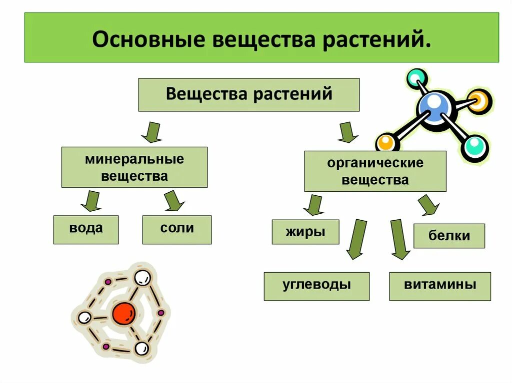 Вещества из которых состоит растение. Вещества из которых состоит растение