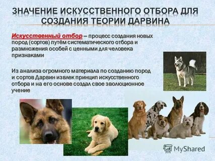 Основа искусственного отбора