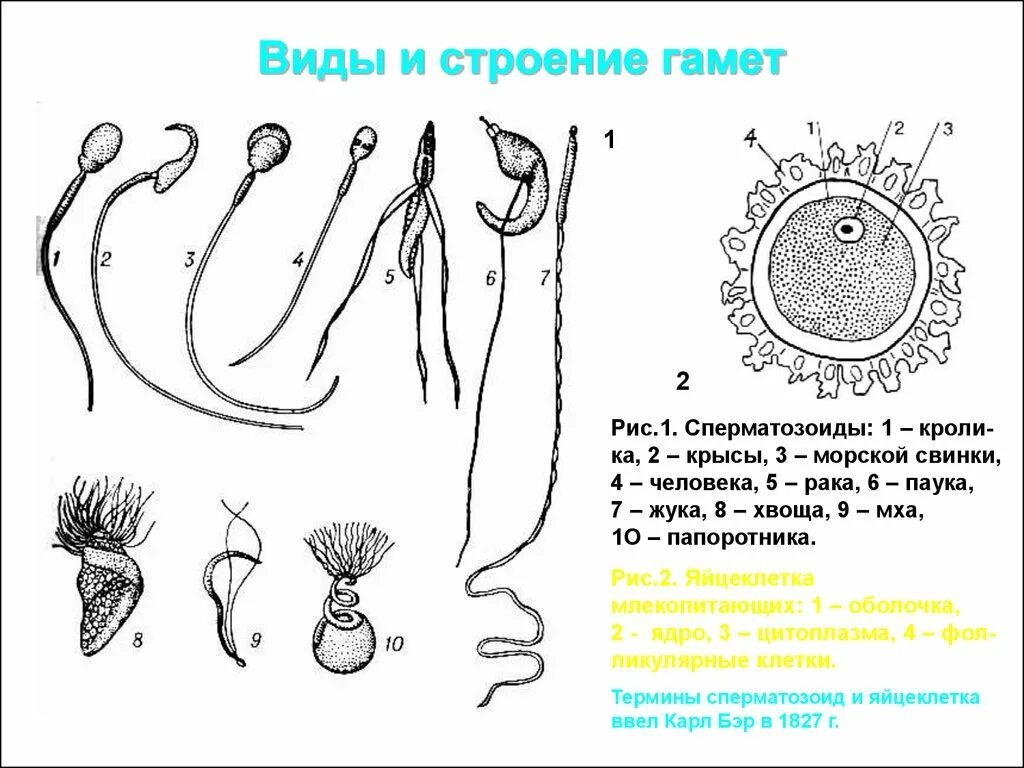 5 мужская гамета. Схема строения половых клеток у животных. Строение половых клеток. Строение гамет. Сперматозоиды различных животных.