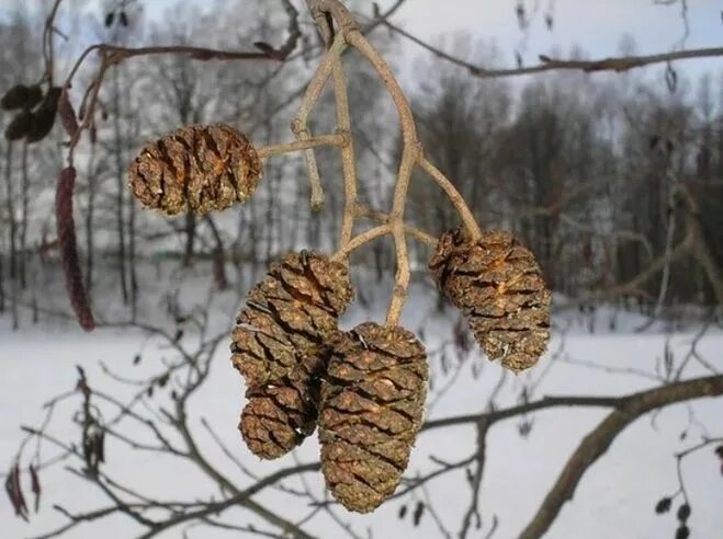 Деревья и кустарники зимой. Липа вертолетики. Ясень обыкновенный крылатки. Липа зимой. Деревья и кустарники в зимнем наряде.