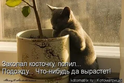 Что нибудь выросло