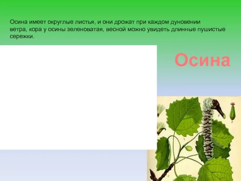 Форма листа осины. Осина описание. Лист осины описание. Признаки осины. Имеет округлые листья